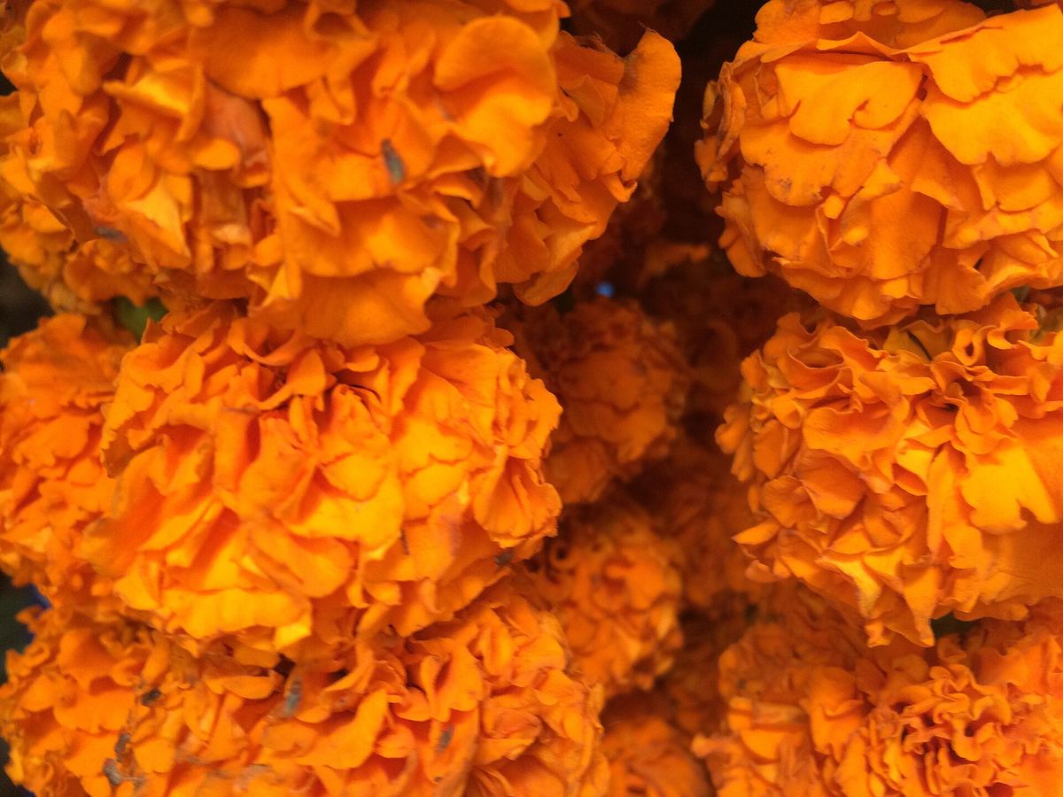 Girlanden aus Ringelblumen gehören in Indien zu fast jeder Andacht und jedem Fest.